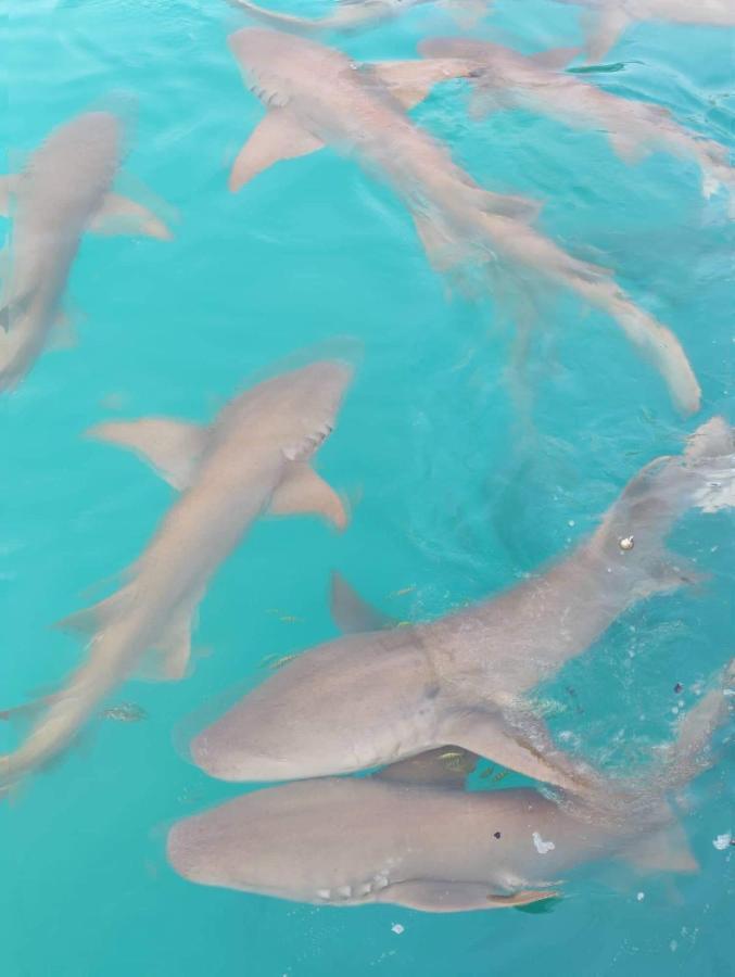 Rashuthere Maldives Rasdhoo ภายนอก รูปภาพ