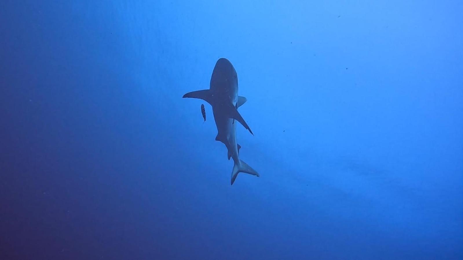 Rashuthere Maldives Rasdhoo ภายนอก รูปภาพ