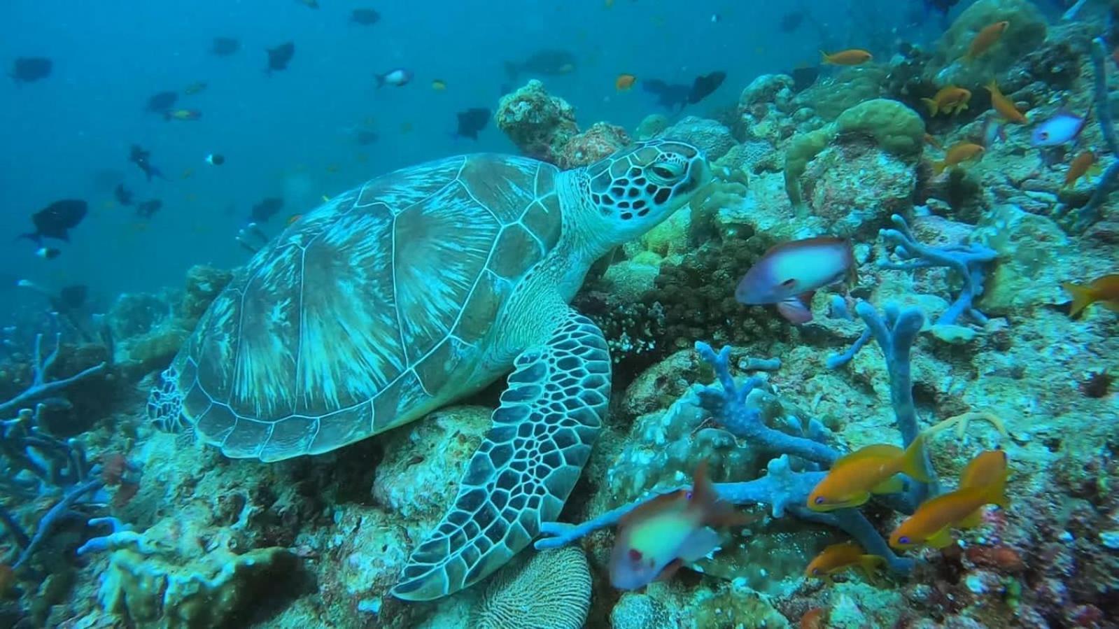 Rashuthere Maldives Rasdhoo ภายนอก รูปภาพ
