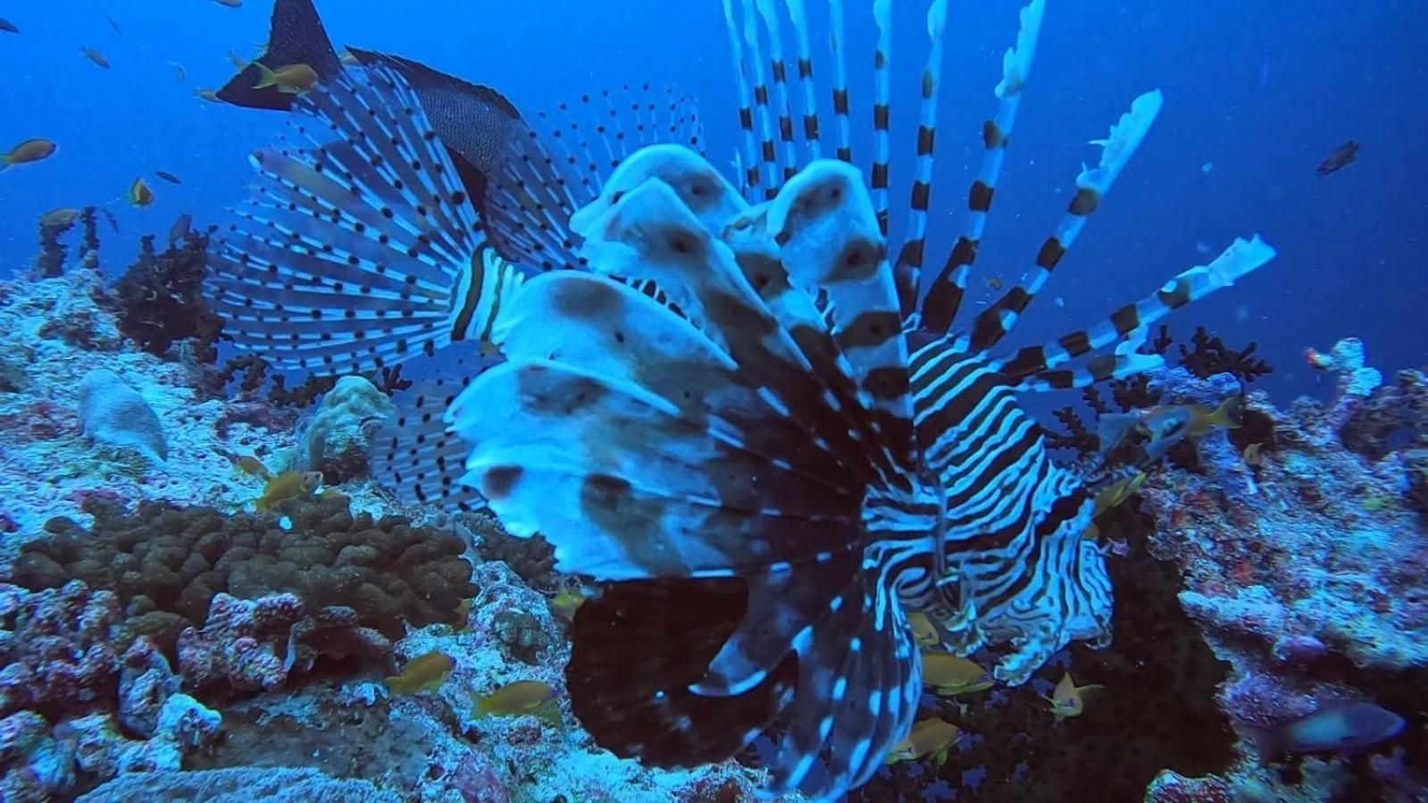 Rashuthere Maldives Rasdhoo ภายนอก รูปภาพ