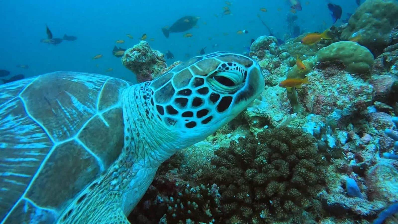 Rashuthere Maldives Rasdhoo ภายนอก รูปภาพ