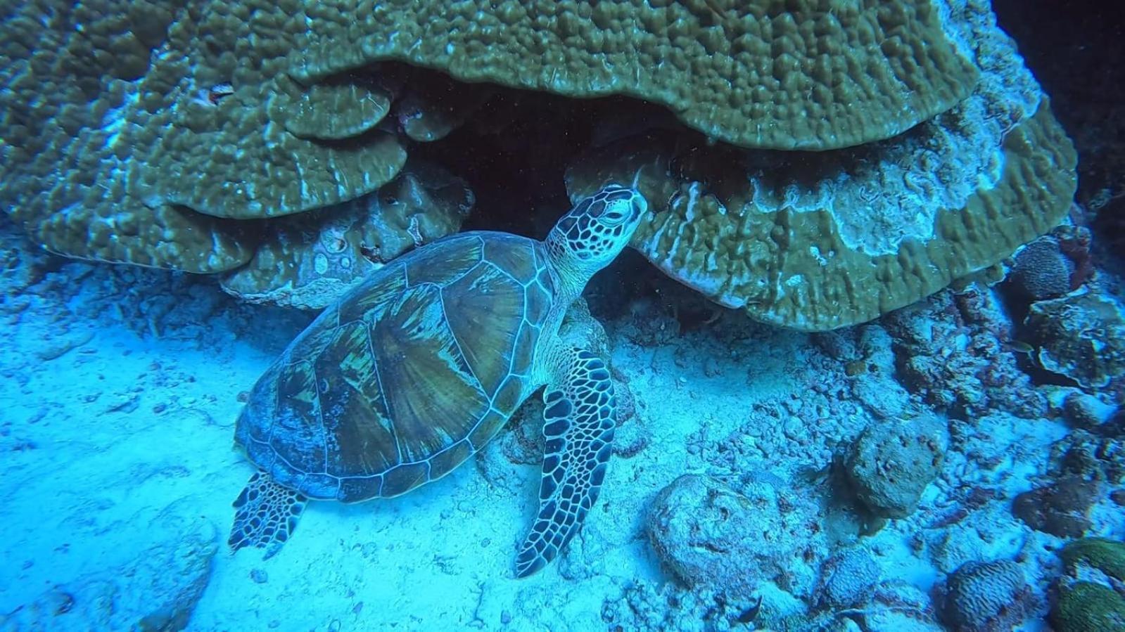 Rashuthere Maldives Rasdhoo ภายนอก รูปภาพ